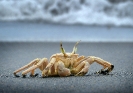 Krabbe Cap Verden